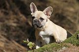 BOULEDOGUE FRANCAIS 542